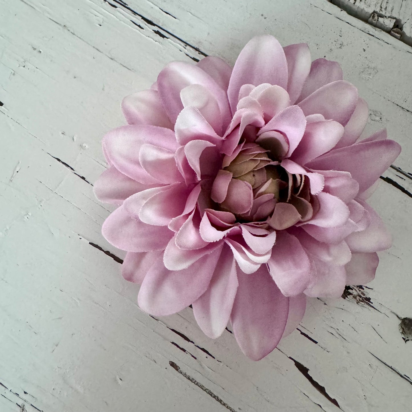 Dahlia